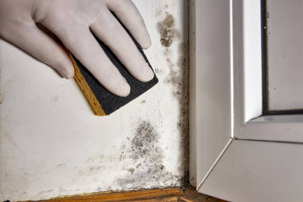 Best Mold Prevention Services  in Malta, MT